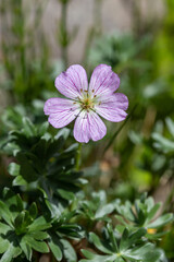 wild plants and flowers botanical garden esperia regional natural park frignano modena