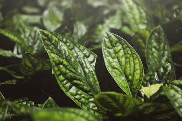 Monstera karstenianum green in dark tones.