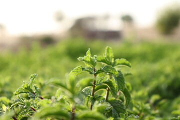 Mint, Green mint plants