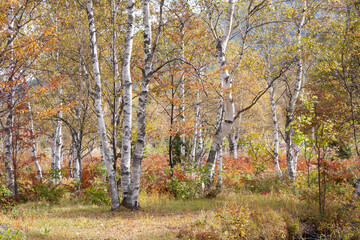 紅葉の白樺林