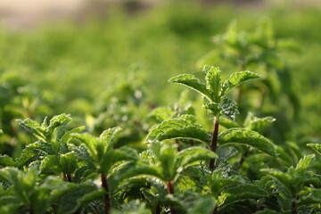 Mint plants and green mint leaves shinning