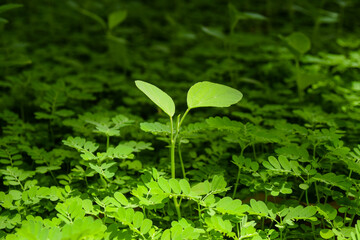 green plant leaf close up in Home garden, flora grass fresh environment nature wallpaper background garden photo