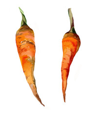 2 carrots watercolor isolated on white background set for all prints.