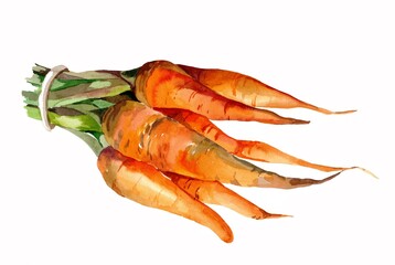 Carrot bunch watercolor isolated on white background botanical illustration for all prints.