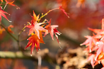 Maple leaves are start to turn red in JAPAN.