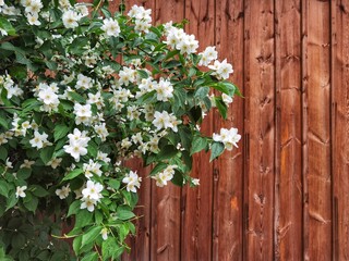 Fototapeta na wymiar White flowers of Philadelphus on a wooden background. Sweet mock orange, English dogwood.