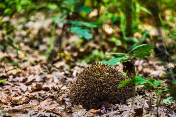 Hedgehogs (Erinaceidae) are a family of mammals.