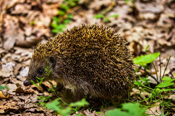 Hedgehogs (Erinaceidae) are a family of mammals.