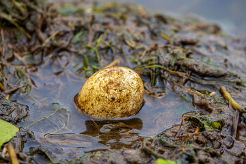 nest with eggs of some birds (stern hirundo) on vegetation in the Danube Delta.