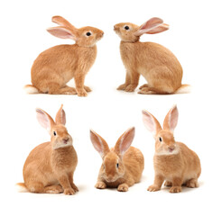 brown bunny rabbits isolated on white background 