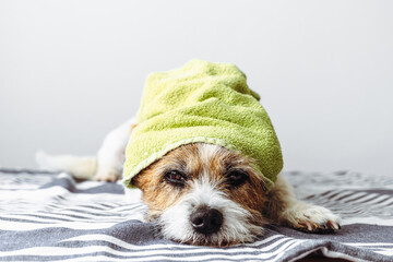 Kleiner Terrier Hund liegt mit einem Handtuch auf dem Kopf auf einem Badetuch. Blick in die Kamera. Humor. Fellpflege