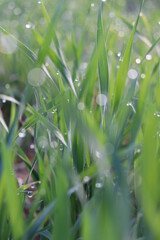 Morning dew drops on the grass