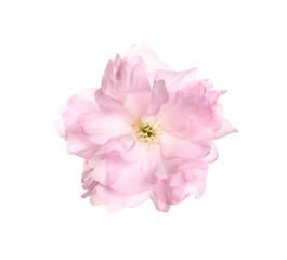 Beautiful pink sakura blossom isolated on white
