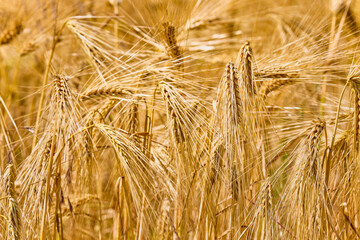 Background of ripening ears of wheat field and sunlight. Crops field. Selective focus. Field landscape.