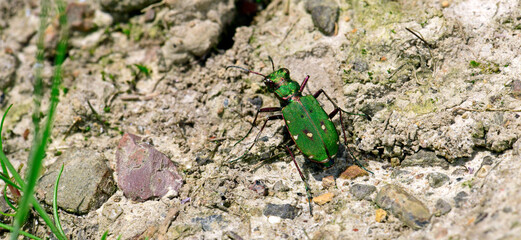 Feld-Sandlaufkäfer // Green tiger beetle  (Cicindela campestris)