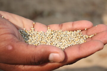 Millet, spiked or pearl millet in the hand for cover and product