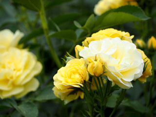 On a sunny summer day, many yellow roses grow in the park. side view