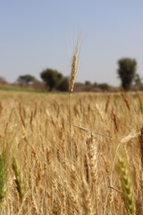 Wheat field and gardening, wheat farming
