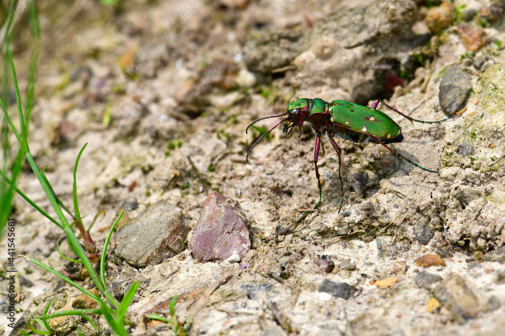 Sticker Feld-Sandlaufkäfer // Green tiger beetle  (Cicindela campestris)