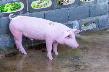 Pig farm in swine business in tidy and clean indoor housing farm, with pig mother feeding piglet