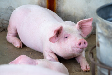 Pig farm in swine business in tidy and clean indoor housing farm, with pig mother feeding piglet