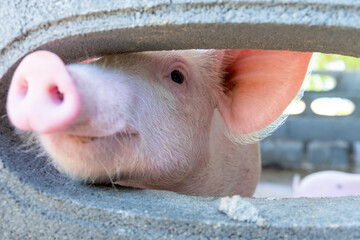 Pig farm in swine business in tidy and clean indoor housing farm, with pig mother feeding piglet