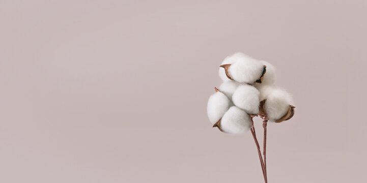Cotton flower branch on grey background with copy space.