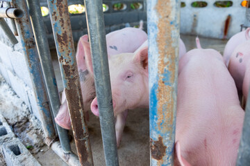 Pig farm in swine business in tidy and clean indoor housing farm, with pig mother feeding piglet