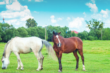 Two horses graze on green spring fields by blue sky