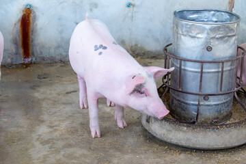 Pig farm in swine business in tidy and clean indoor housing farm, with pig mother feeding piglet