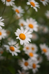 Photo of a bush of white daisies.