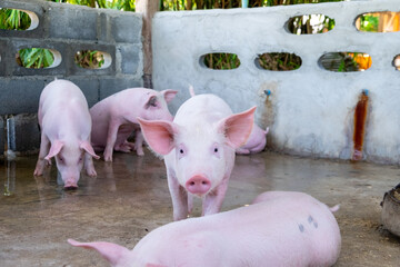 Pig farm in swine business in tidy and clean indoor housing farm, with pig mother feeding piglet