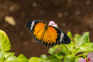 Heliconius xanthones butterfly from above close up