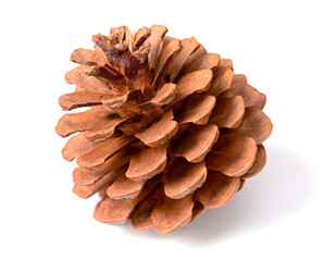 one dried pine cone isolated on white background