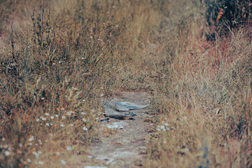 Environment pollution. A lot of garbages abandoned on a field. Risk of global warming.