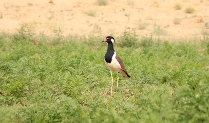 Red-Wattled lapwing stand in green grass 