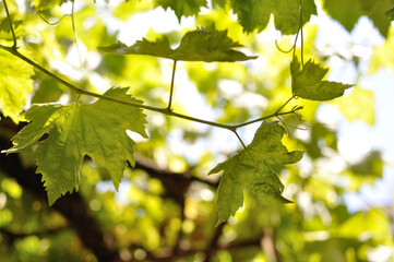 Grapevine leaves of a typical Spanish shade