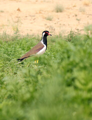 Red-Wattled lapwing stand in green grass 