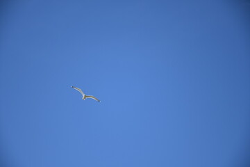 
Interesting birds caught in the Danube delta Romania