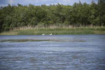 
Interesting birds caught in the Danube delta Romania