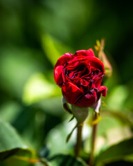 Red rose flower on green blurred background