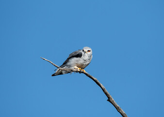 Black-shouldered Kite