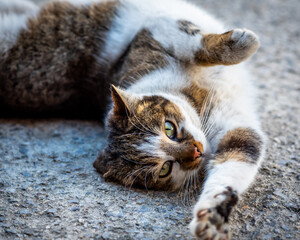 Young stray female cat looking at the camera