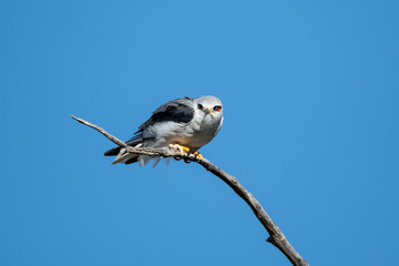 Black-shouldered Kite