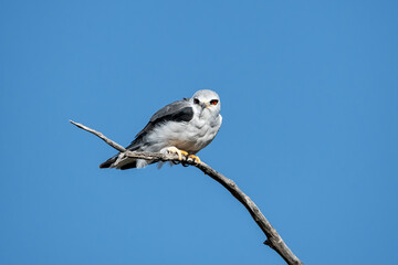 Black-shouldered Kite