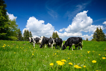 herd of Holstein Friesian cattle in the swiss jura in spring
