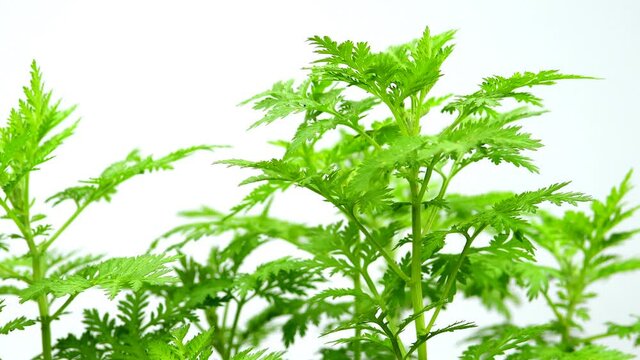 sweet annie, chinese medicinal herb with leaves on a turn table