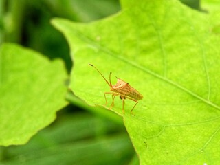 green shield bug on leaf