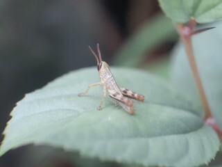 a spider on a leaf