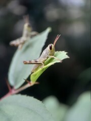 grasshopper on a branch
